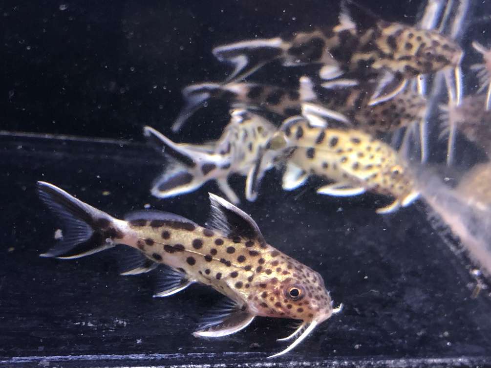 シノドンティス ノタータス